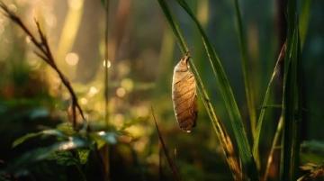 驚蟄時節：萬物復蘇，春雷初鳴——生機勃發的春之序曲