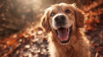 金秋暖淚:鵝狗情深的生命教育課,喚醒我們對生命敬畏之心