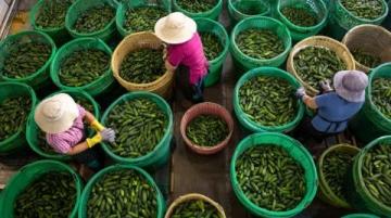 湖北江漢平原蒸菜飄香，喜宴盛景！