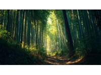 莫干山隱竹里：邂逅靜謐療愈之旅