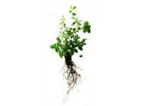 廣西特色葉籺：艾草葉籺與糯米麻籺