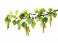 春天榆錢的吃法(春天的美食榆錢)