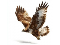 江都金鷹：地道鴨血粉絲湯探尋之旅