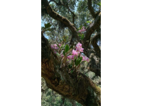 蘭花栽培知識與管理