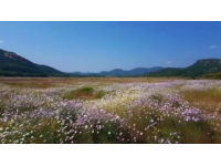 威海闖進(jìn)治愈系山谷，里口山吸氧徒步+絕美花園