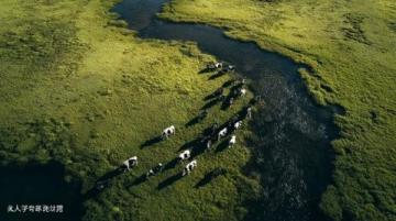 呼倫貝爾自駕游：風吹草低見牛羊的詩意之旅