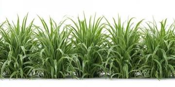 深夜問候：我是一株小草，向世界致意！