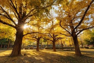 長沙秋日旅行攻略：熱門打卡地推薦