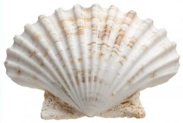 翡翠世界中的12種皮殼