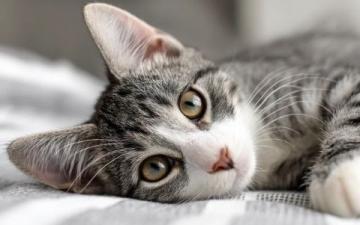 必備的貓咪急救知識：應對常見意外傷害指南