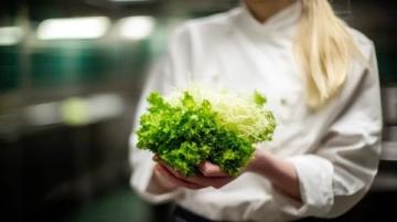 如何種植生菜：必備常識指南