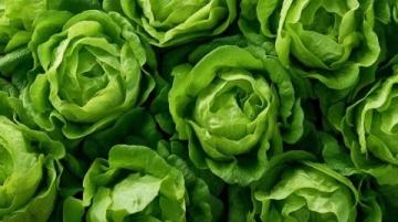 如何種植生菜：必備常識指南