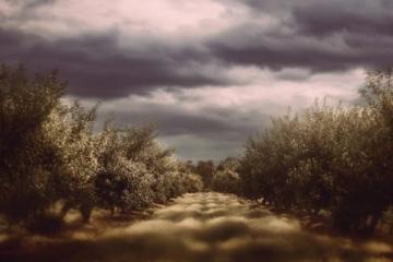 蘋果美食紀錄片：鏡頭下的味覺盛宴