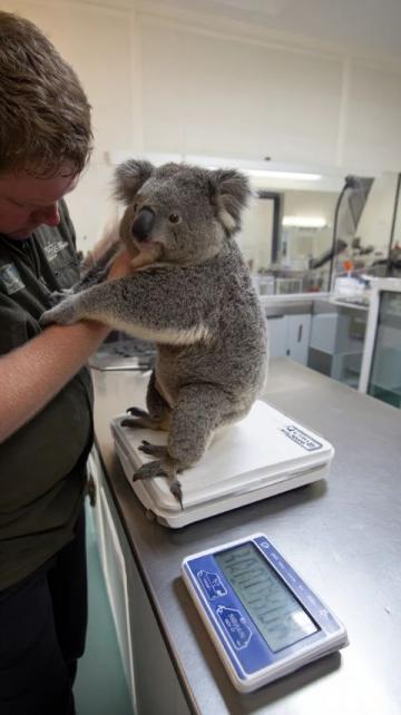 在澳洲之巔：斯雷德博雪山邂逅考拉奇遇記