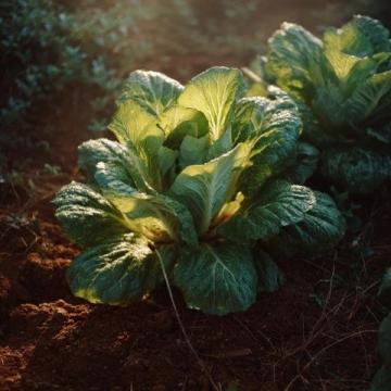 如何種植生菜：必備常識指南