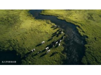 呼倫貝爾自駕游：風吹草低見牛羊的詩意之旅