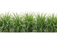 深夜問候：我是一株小草，向世界致意！