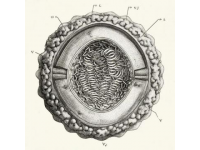 蘇教版八上生物月考押題卷，初二學生必做！