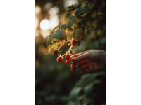 藏在樹木間的美味探尋10種可食用的花（果）