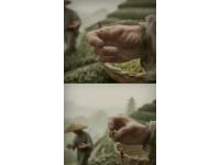 不廢話茶知識：福鼎白茶之爭磻溪 vs 太姥山