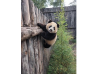 秋天長隆野生動物園游玩攻略，避開人潮歡樂出行