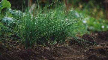 春草護(hù)苗：知識(shí)科普學(xué)習(xí)文案大熱