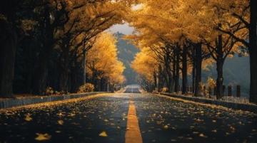 成都銀杏季來臨!全城追光地圖請收好