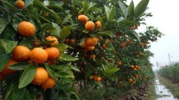 萬榮特產：水果類美食工藝品的精選