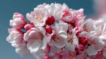 快來領取你的春日桃花花束