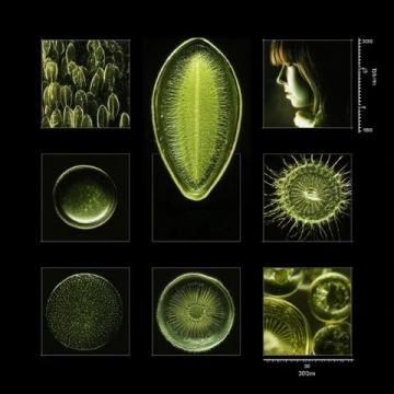 高中生物必背289個名詞解釋超詳細匯總！