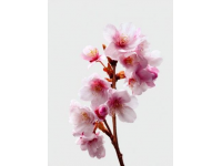 快來領取你的春日桃花花束