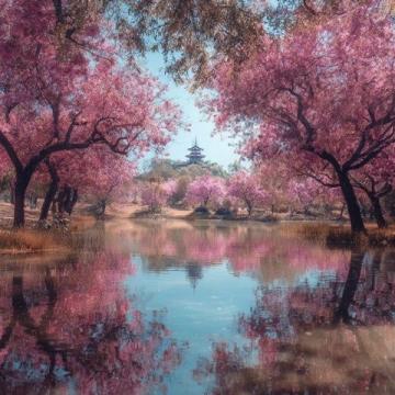 雞鳴寺玄武湖賞櫻攻略:不出片才怪!