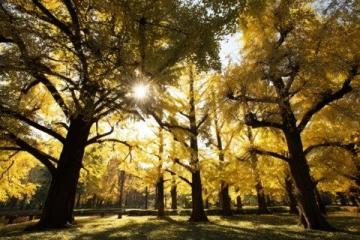 濟寧古銀杏樹迎來觀賞季，朋友圈刷屏的背后文化價值幾何？