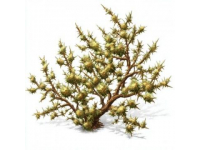 春日蒿香醉人——六安清明蒿子粑粑的魅力故事