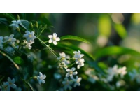 南浦花園里的花兒正盛開，四月的風帶著一絲春天的芬芳。