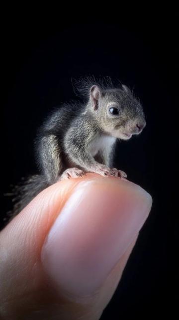揭秘哺乳動物五指之謎：背后的生物學奧秘