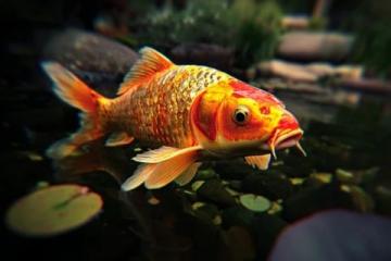 不是吧？鯉魚游到濟南都要繞著走！