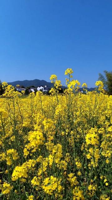 綿陽游仙鐵爐村:油菜花海田園風光,美食非遺文化體驗地