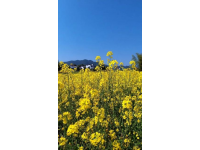 綿陽游仙鐵爐村：油菜花海田園風光，美食非遺文化體驗地