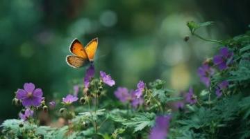 春風(fēng)拂面暖人心，滿園花香引蝶來。