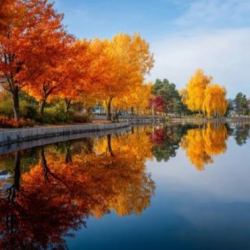 中山12月賞秋攻略|4個美到心顫的秋日秘境