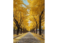 秋游武漢必去！9大地標解鎖絕美秋色