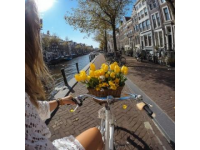 探索荷蘭：一場絢爛郁金香之旅