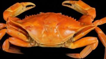 太湖金秋蟹肥，吃蟹的最好季節(jié)到了