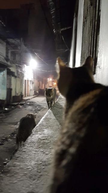 凌晨一點(diǎn)的蘇州：我和我的貓咪，都在想些什么