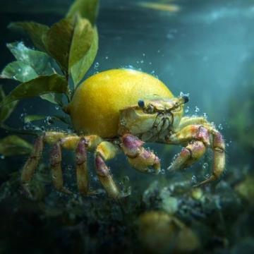 太湖金秋蟹肥，吃蟹的最好季節(jié)到了