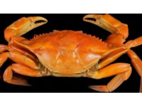 太湖金秋蟹肥，吃蟹的最好季節(jié)到了