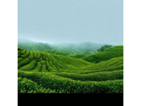 武夷山茶旅探秘：尋味自然能量場與美食佳肴