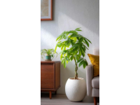 11月養植金錢樹指南及開花可能分析