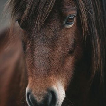 凡是情緒穩定，不太內耗的人，都懂一個心理學常識野馬效應